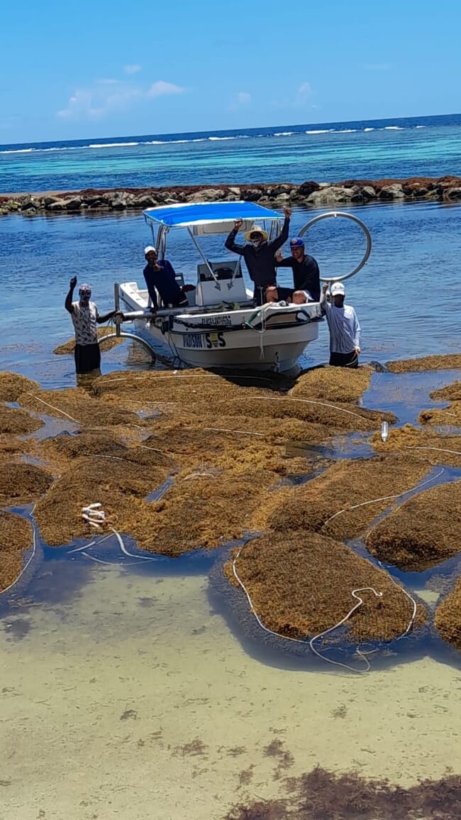 A seaweed-harvesting boat.