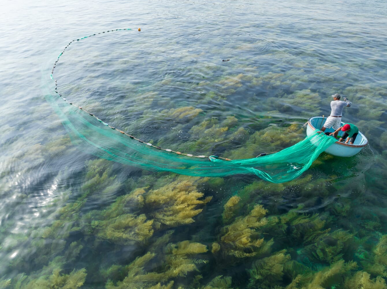 Fisherman setting a net over a bed of seaweed.