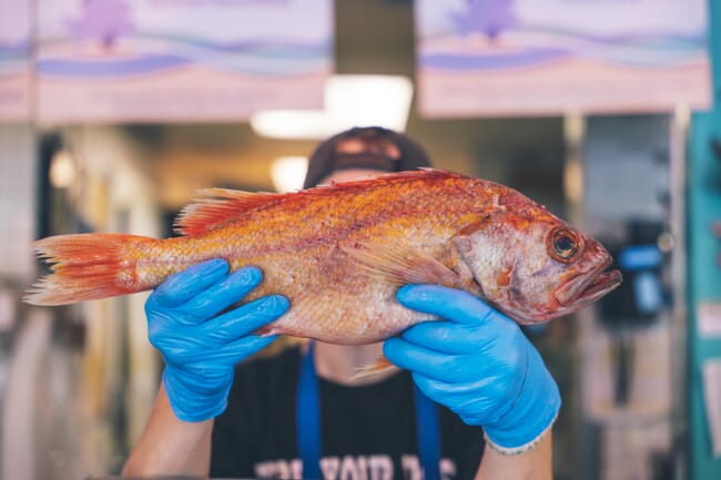 A fish monger holding a large orange fish.