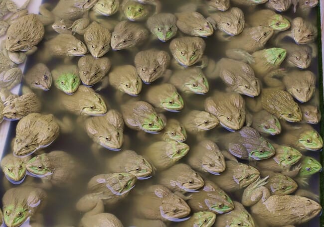 Frog farming.