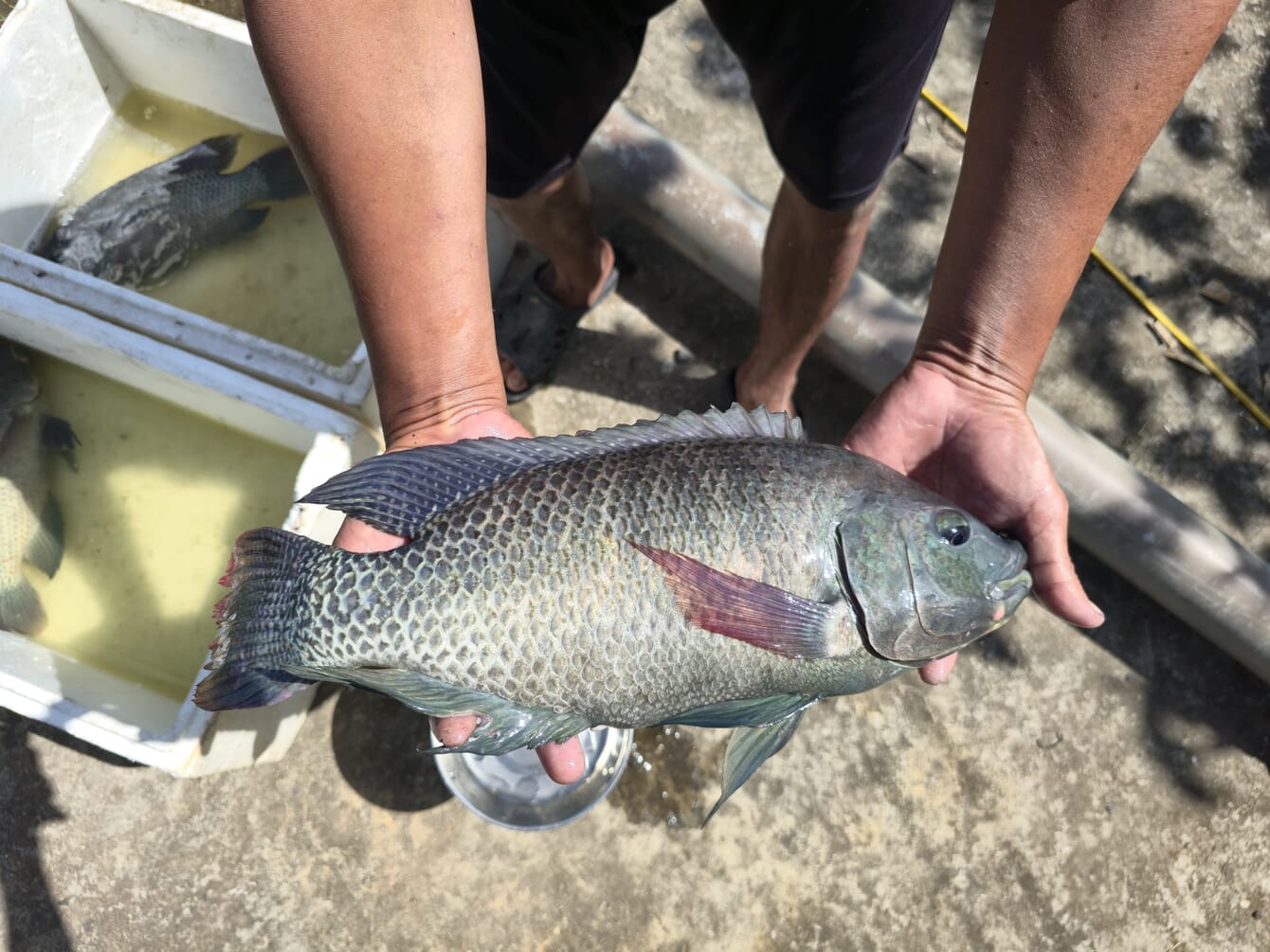 A fish being held by someone's hands.