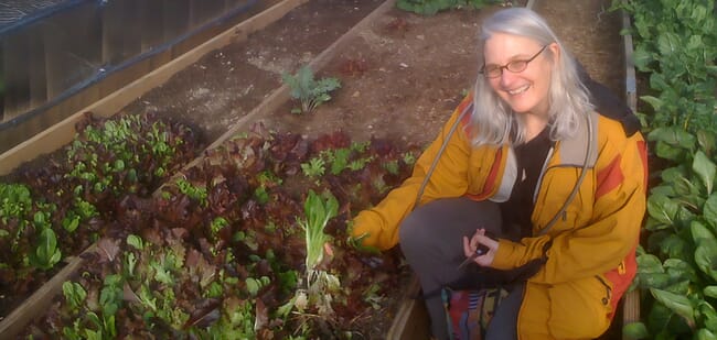 A woman picking a lettuce.