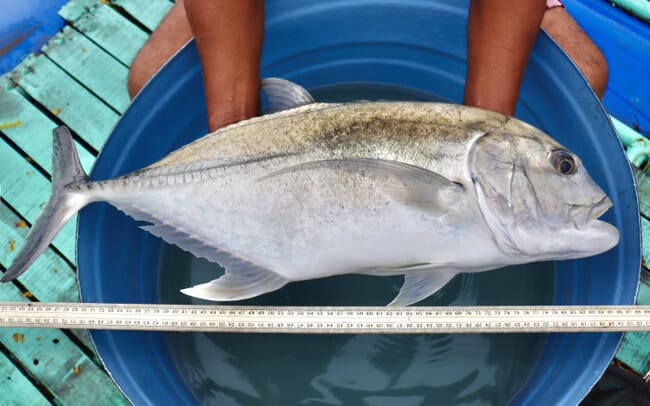 A man holding a big grey fish.