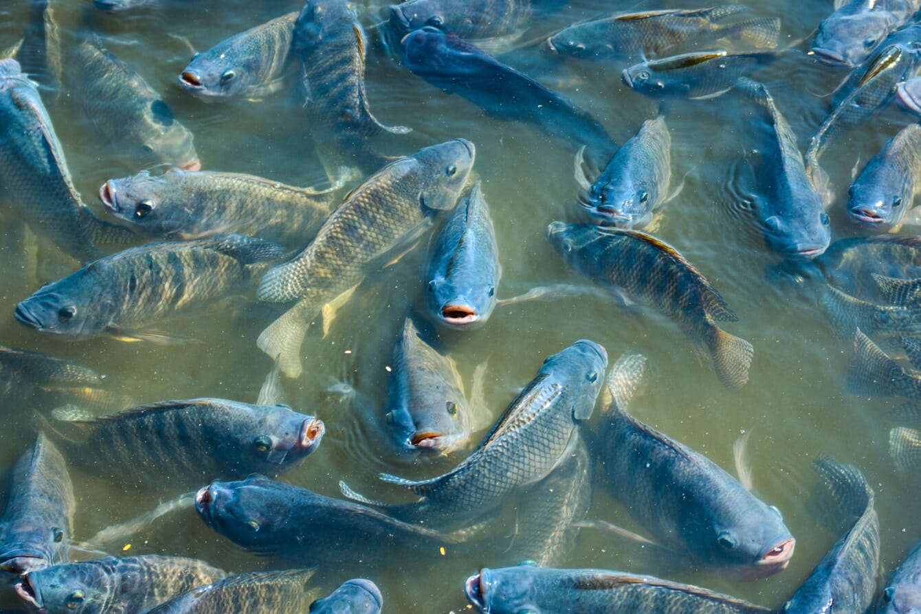 Farmed tilapia.