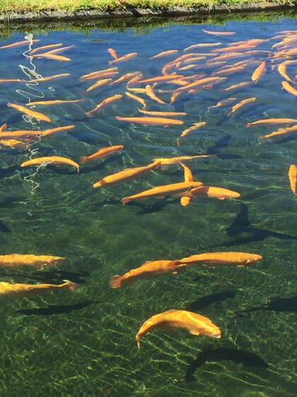 trout swimming in a pond