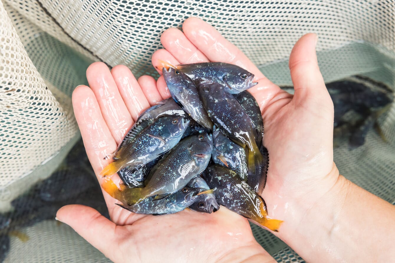 A handful of small fish.