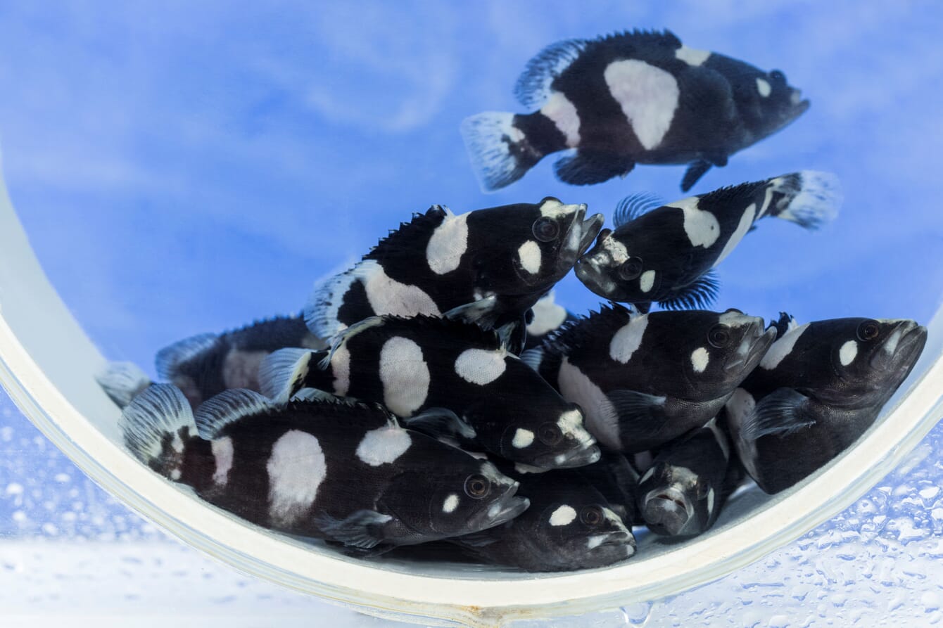 A shoal of small fish.