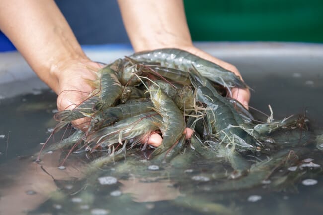 Harvested shrimp in cold water.