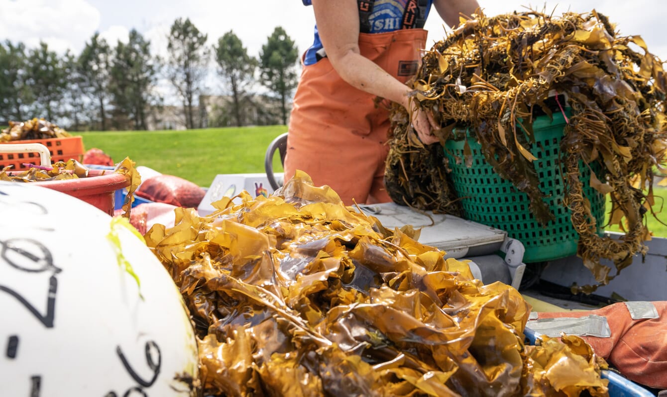 Harvested kelp