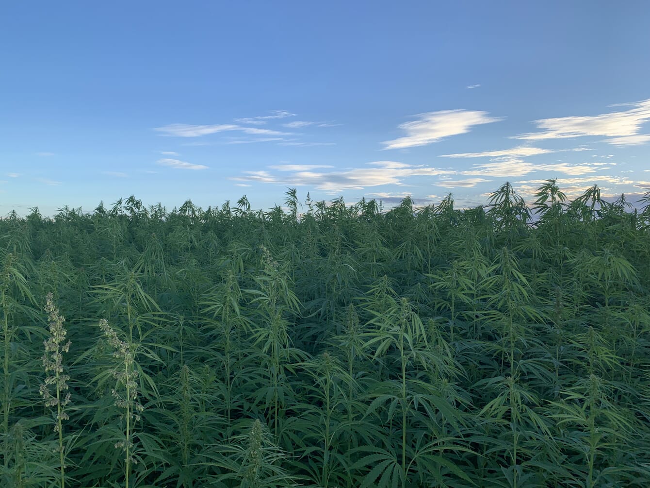 Hemp plants.