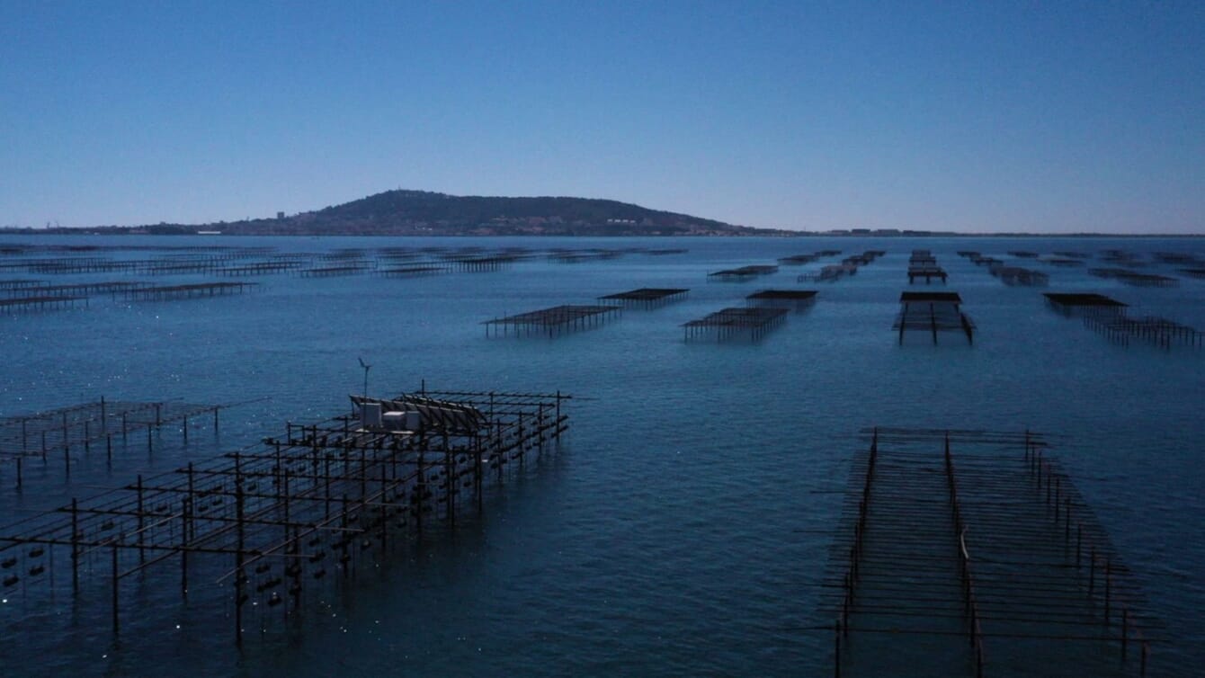Tall oyster trestles.