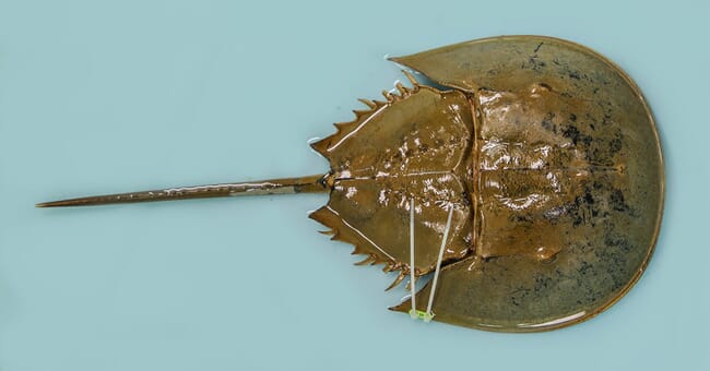 a horseshoe crab