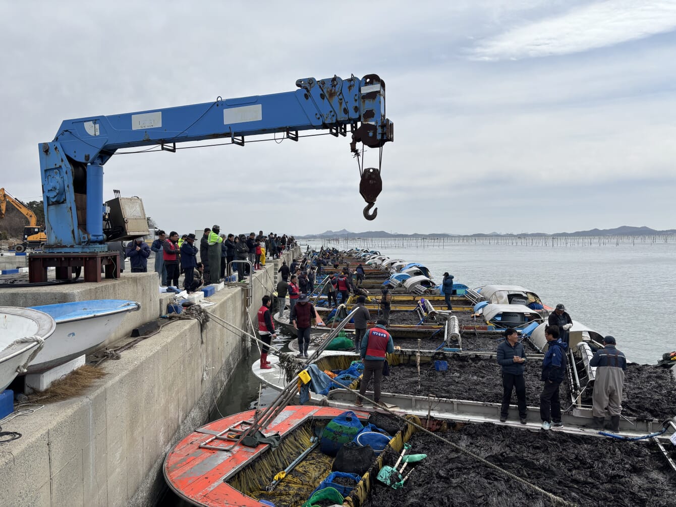 Boats filled with seaweed