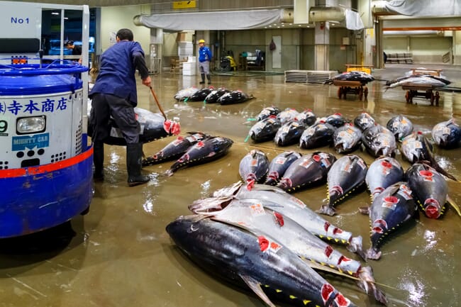 tuna displayed at a fish market