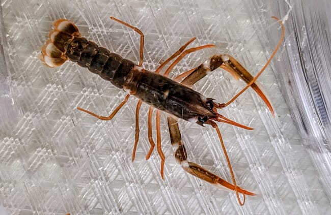 A juvenile lobster.