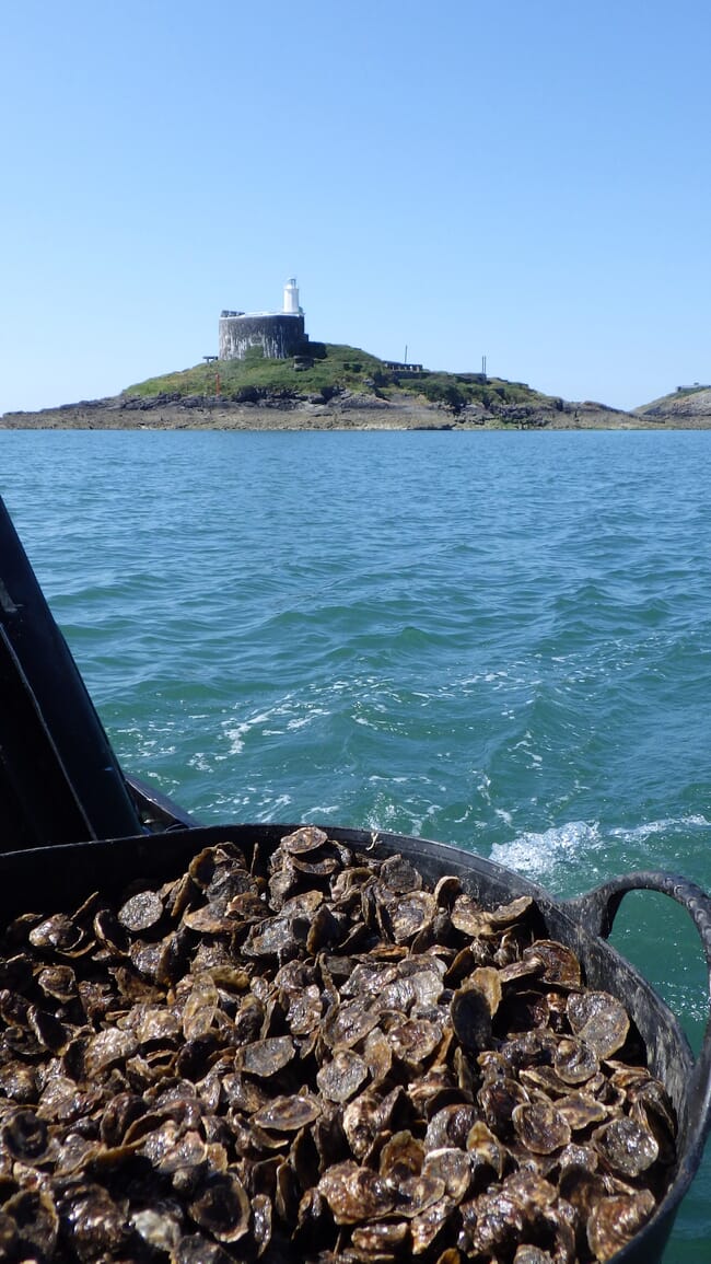 A bucket of oysters on the deck of a boat.