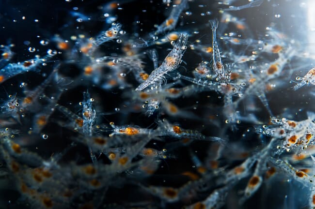 A shoal of tiny shrimp.