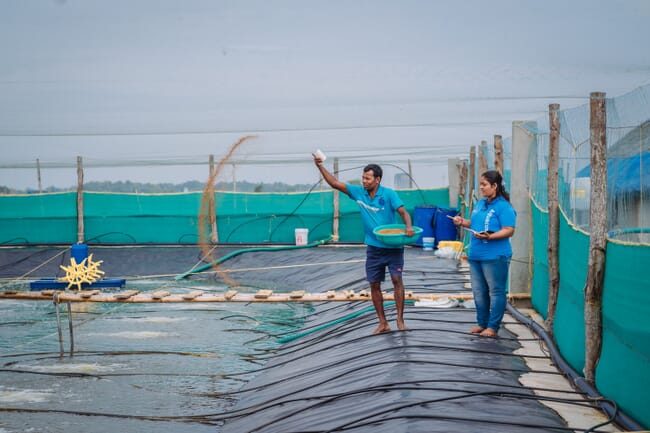 man and woman standing at the edge of a shrimp pond with a plastic liner