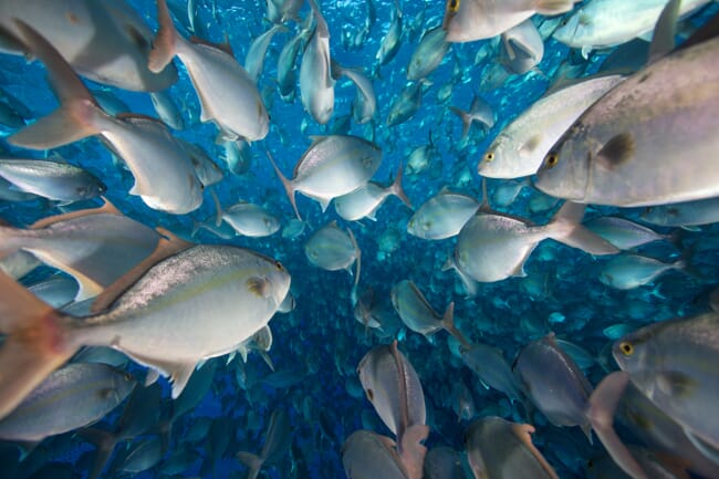 Fish swimming underwater.