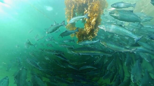 A shoal of salmon seen under the water.