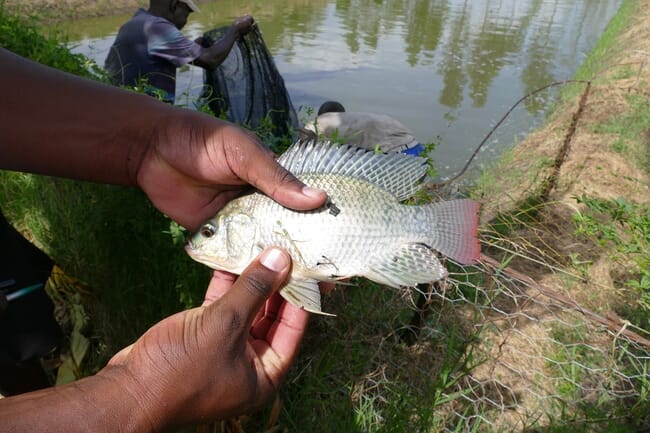 a hand holding a fish in front of a pond