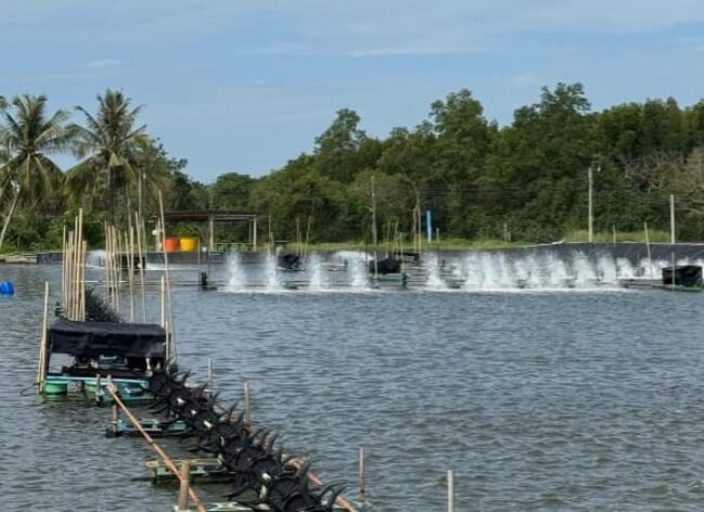 A shrimp farm in Thailand.