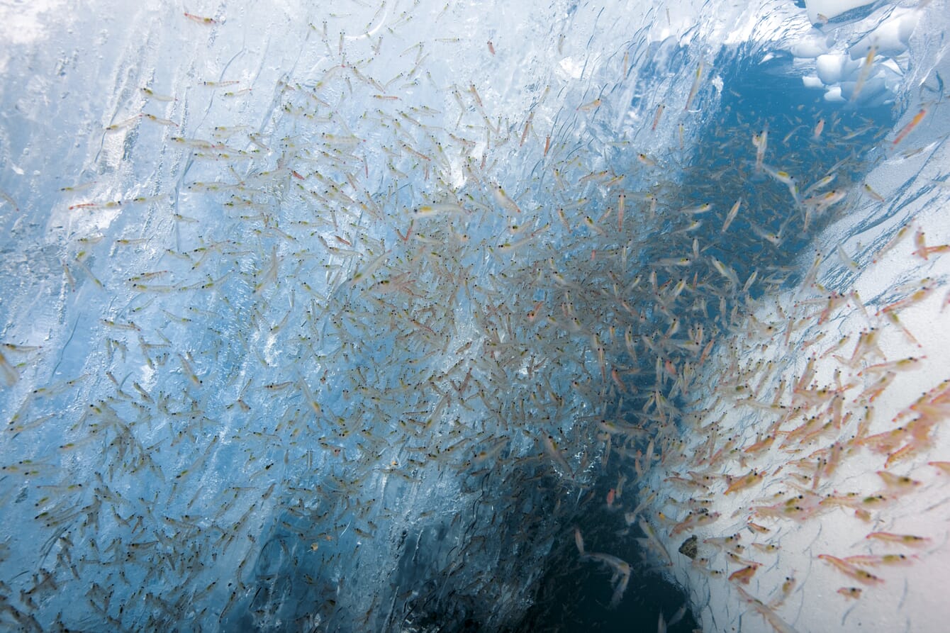 A shoal of krill in front of an iceberg.