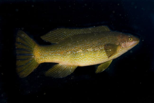 Greenbone butterfish