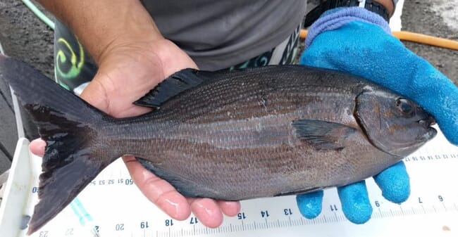 Juvenile brassy chub