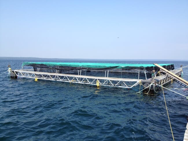 A fish cage floating in a lake.