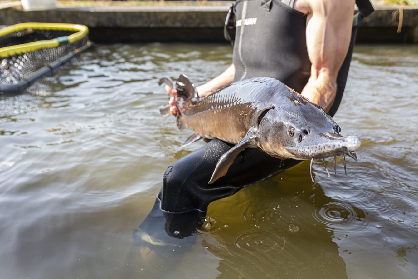 A Siberian sturgeon.