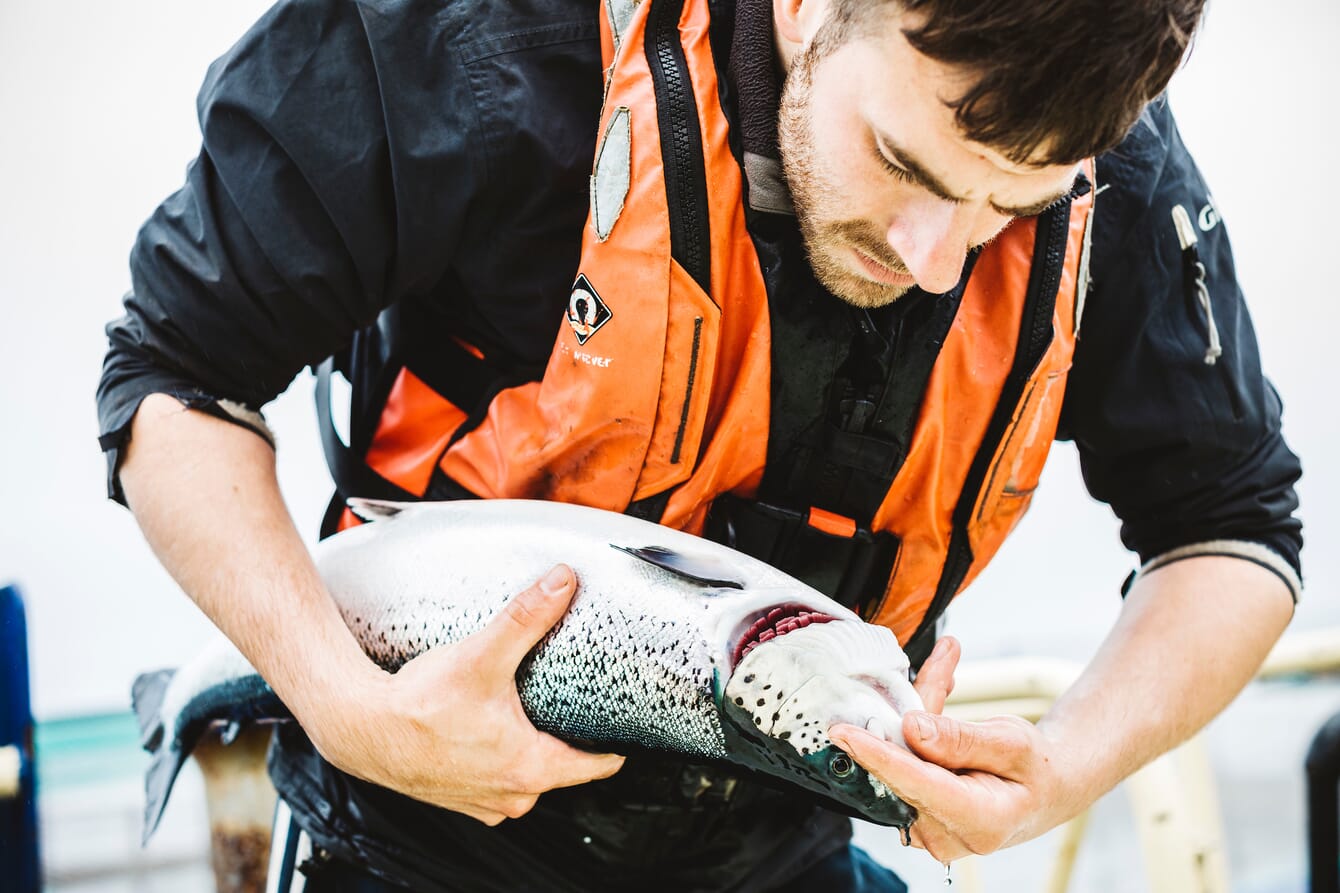 A man inspecting the gills of a salmon