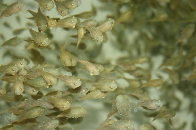 A shoal of small fish.