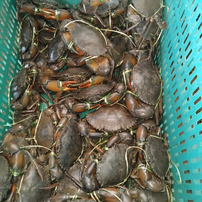 A basket filled with green crabs