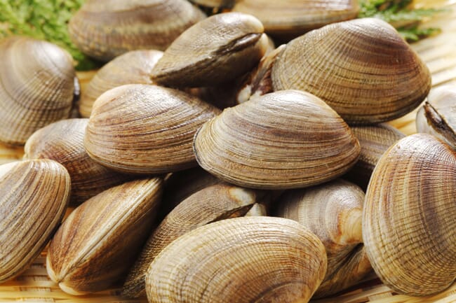 A pile of clams.