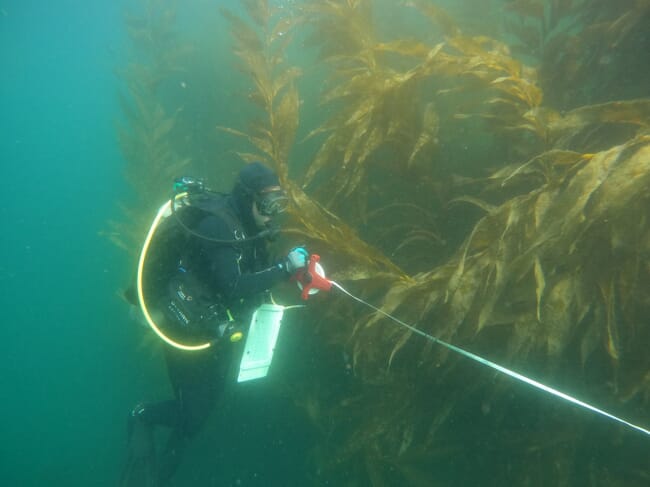 A diver measuring kelp under the water.