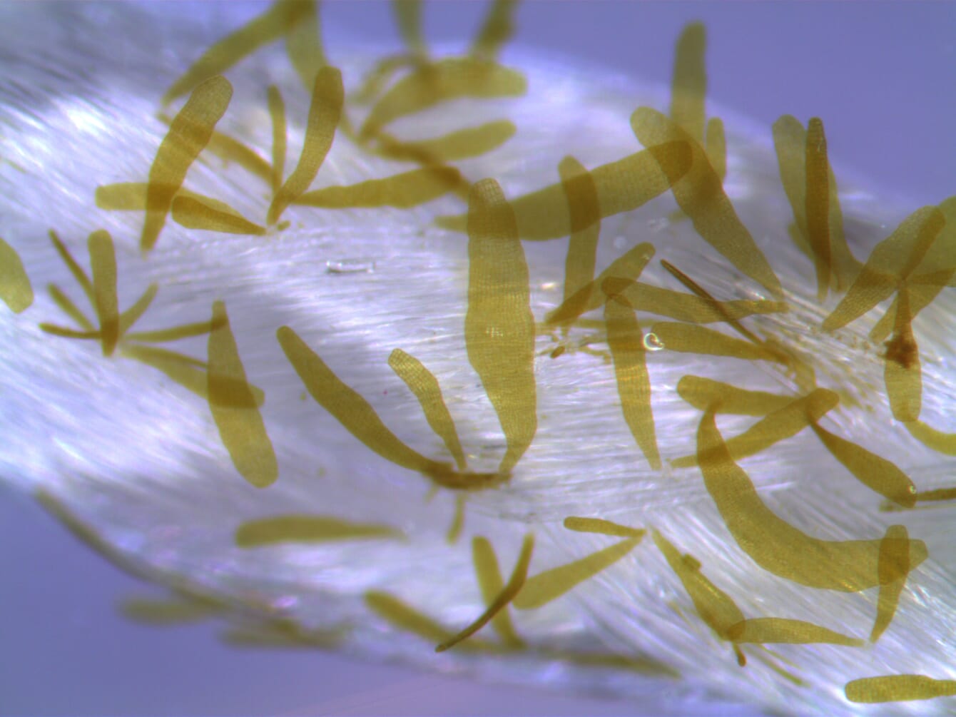 Seaweed seedlings growing on a rope.