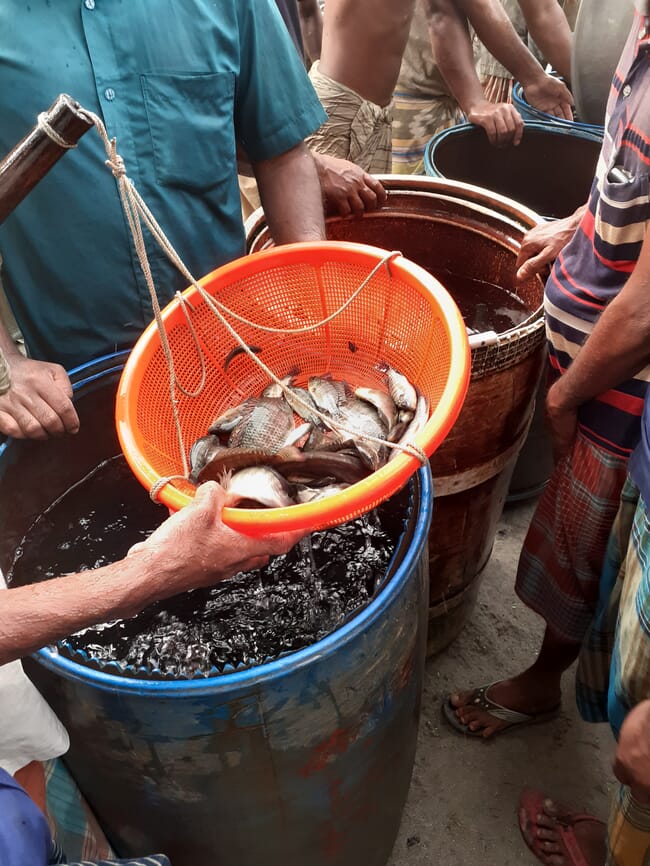An orange scoop filled with small fish.