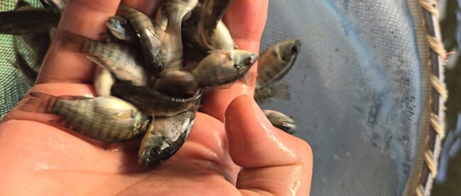 Person holding tilapia fry in a hand.