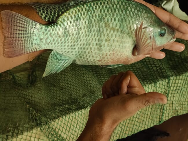 A man holding an adult tilapia.