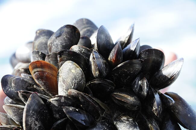 Mussel bed.