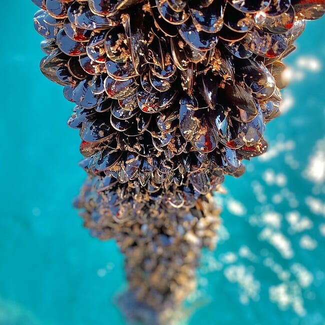 Rope-grown mussels.