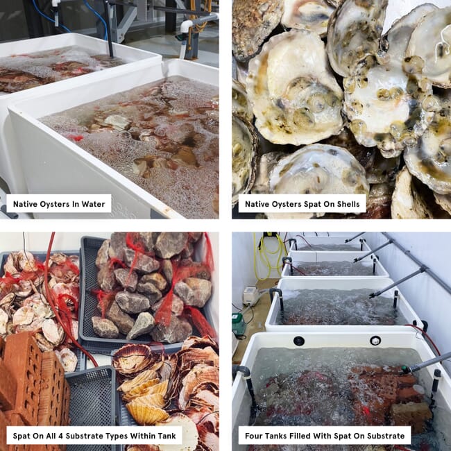 Photos of experiments done in lab on oysters.