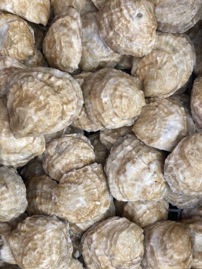 A pile of oysters.