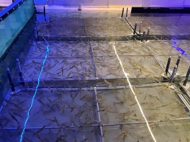 shrimp juveniles in a RAS tank