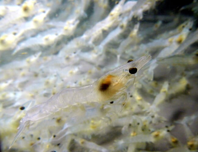 juvenile shrimp