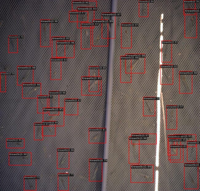 shrimp being identified by a sensor