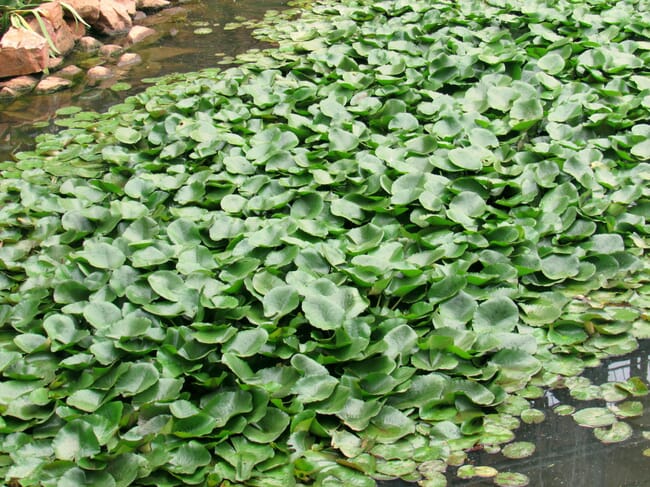 water hyacinth