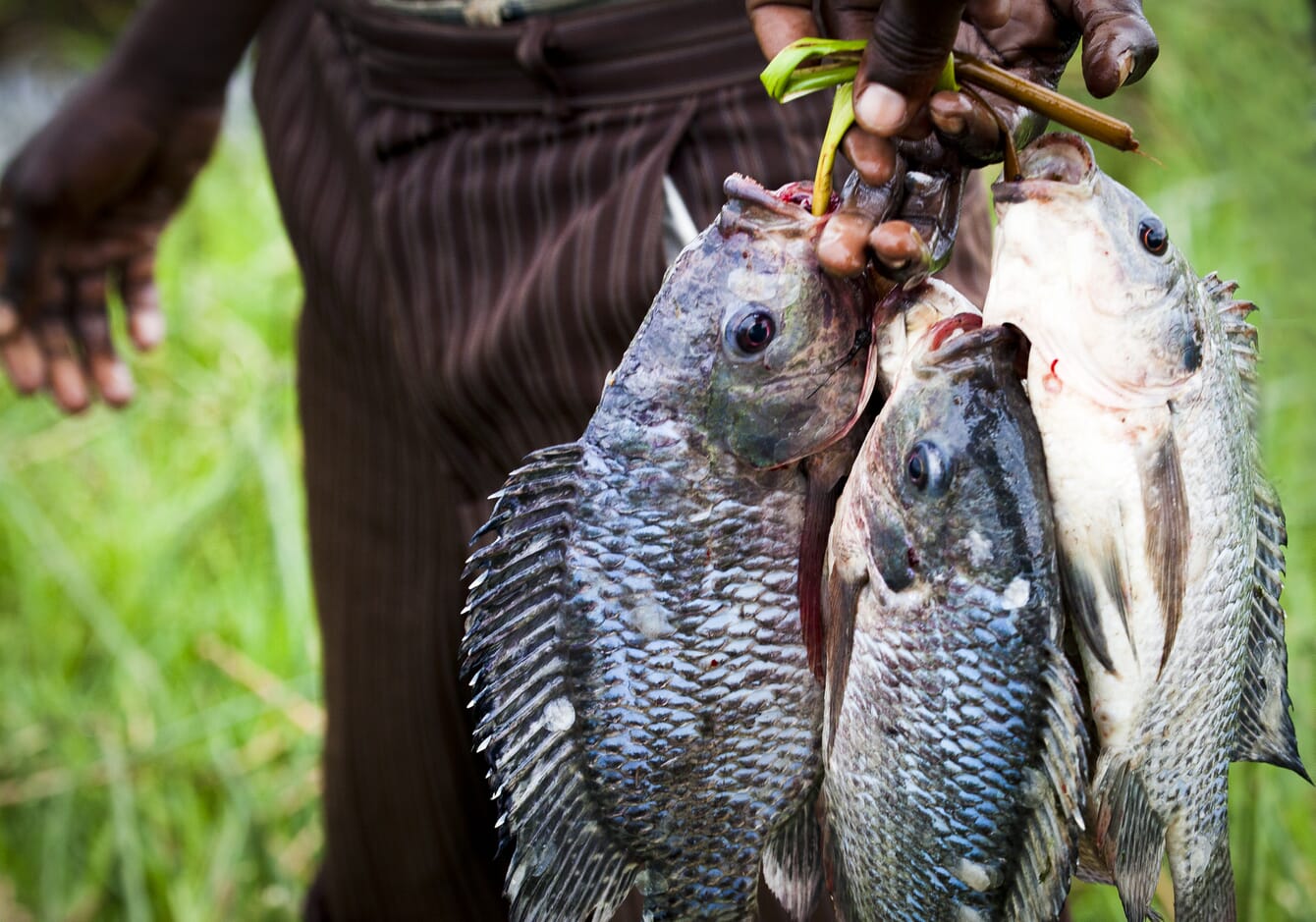 Nile perch from Lake Victoria