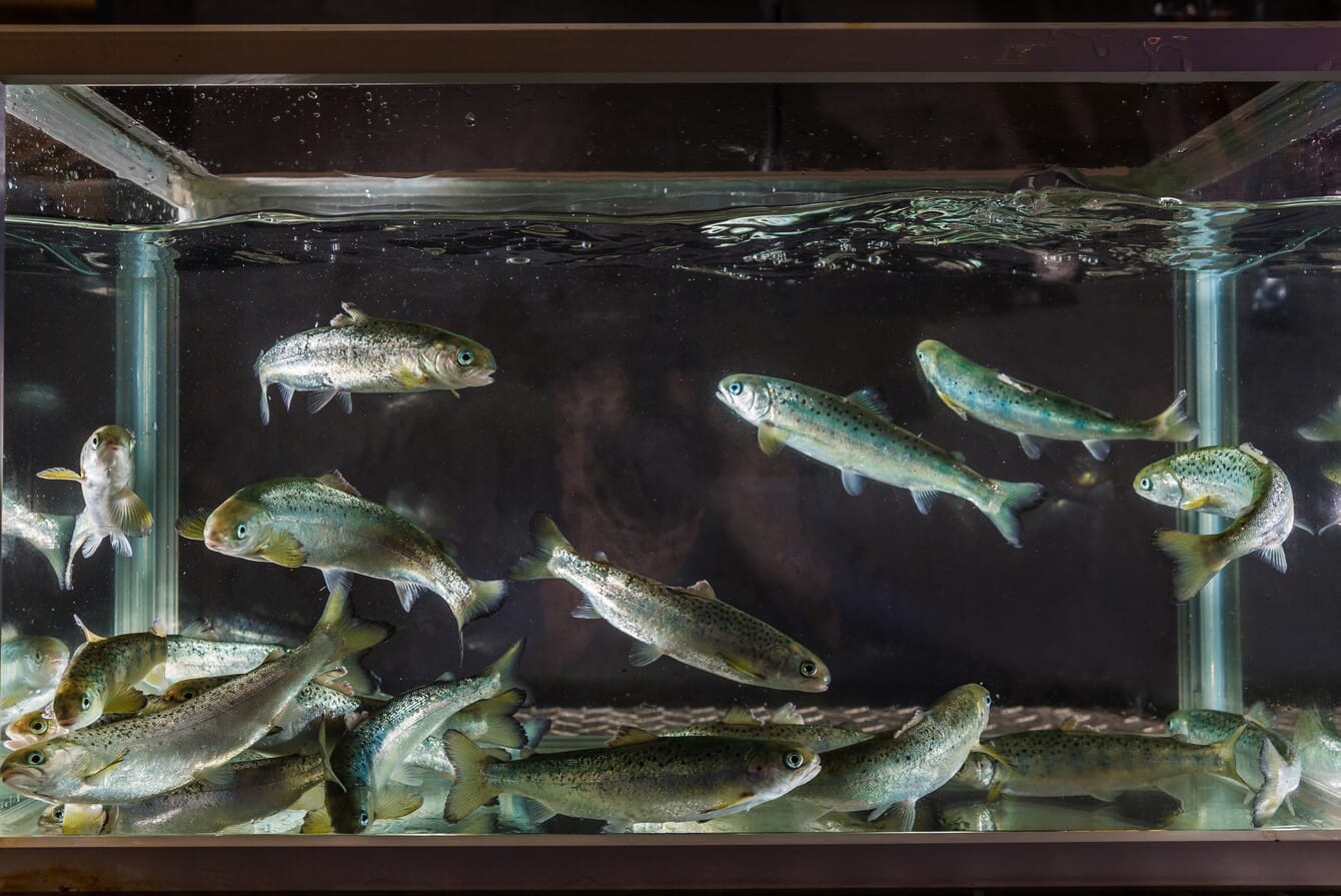 salmon smolt swimming in a tank
